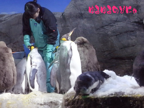 海遊館　ペンギン-2.jpg