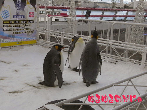 海遊館　外ペンギン-1.jpg