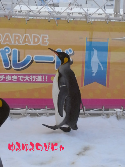 海遊館　外ペンギン-2.jpg