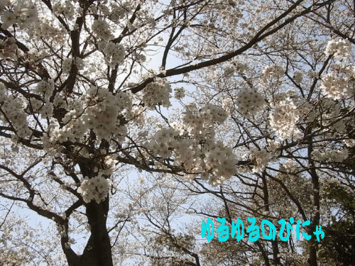 花見2012-桜.jpg