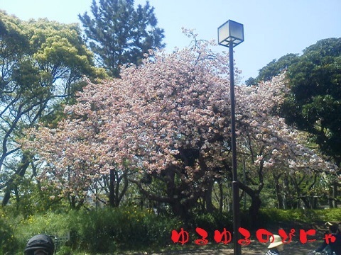 2013花見　桜-1.jpg