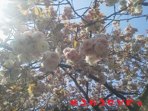 2013花見　桜-2.jpg